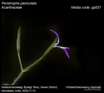 Peristrophe bicalyculata flower9.jpg